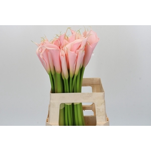 Zantedeschia Eydolls Salmon