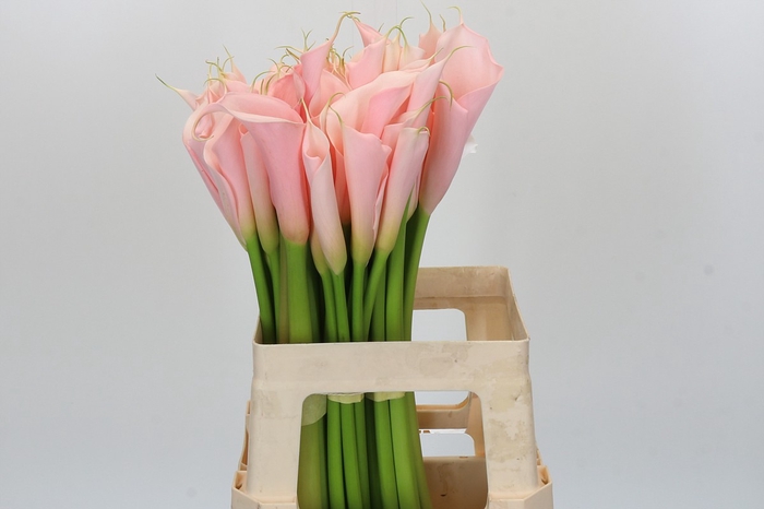 <h4>Zantedeschia Eydolls Salmon</h4>