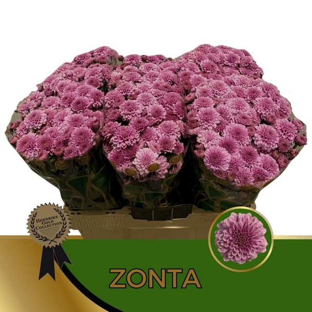 <h4>CHR S ZONTA</h4>