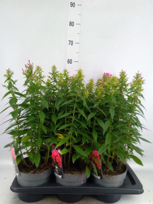 <h4>Phlox panic.   ...</h4>