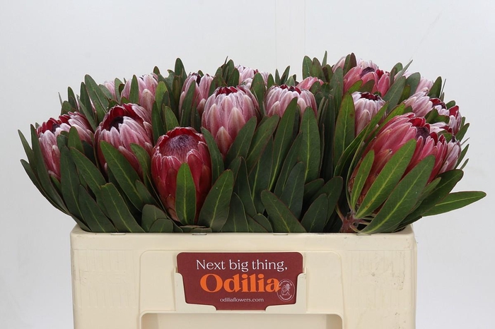 <h4>Protea Pink Ice</h4>