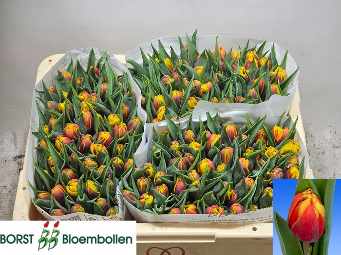 <h4>TU DU BOB MARLEY</h4>