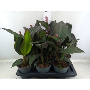 Canna  'Cannova Orange Shades'
