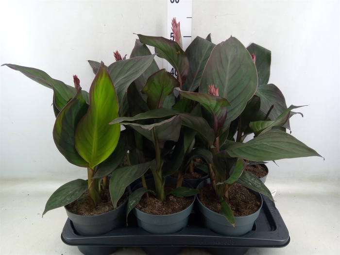 <h4>Canna  'Cannova Orange Shades'</h4>