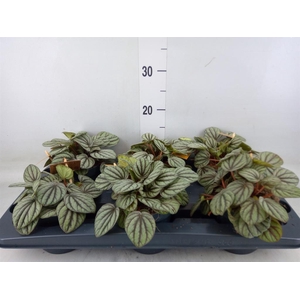 Peperomia