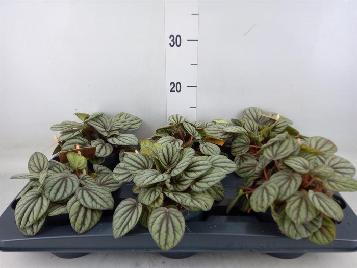 <h4>Peperomia</h4>