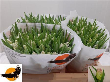 <h4>TU PA CABANNA</h4>