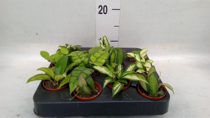 <h4>Hoya   ...mix</h4>