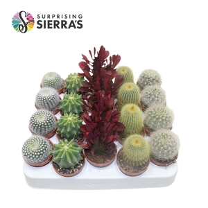 Sierra's® - Santiago Cactus Mix (Deluxe)