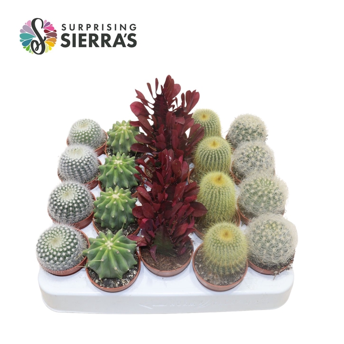 <h4>Sierra's® - Santiago Cactus Mix (Deluxe)</h4>