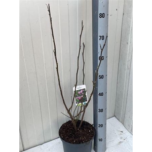 Magn Susan 4-6 Branches