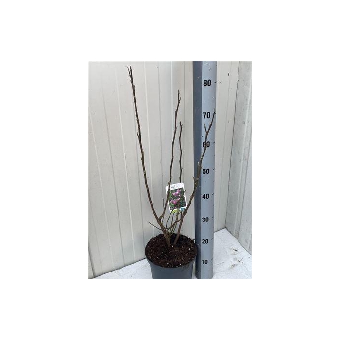 <h4>Magn Susan 4-6 Branches</h4>