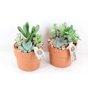 arr3 UB - Terra cotta x6 echeveria