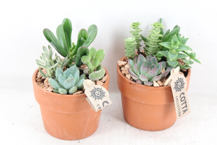 <h4>arr3 UB - Terra cotta x6 echeveria</h4>