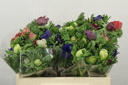 <h4>ANEM CO MAR GEM</h4>