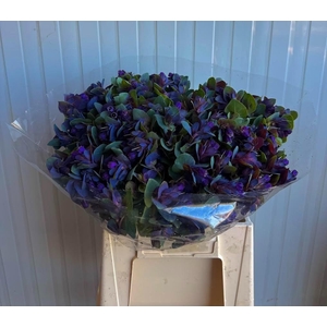 CERINTHE M PRIDE O G