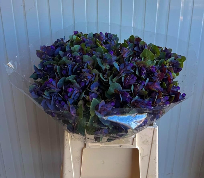 <h4>CERINTHE M PRIDE O G</h4>