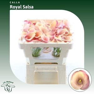 Calla Royal Salsa