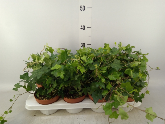 <h4>Hedera   ...green leafed</h4>