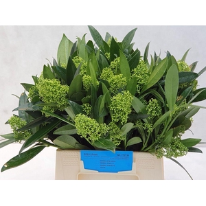 Skimmia kew green per bunch
