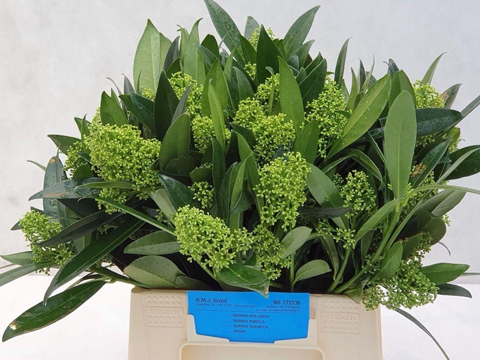 <h4>Skimmia kew green per bunch</h4>