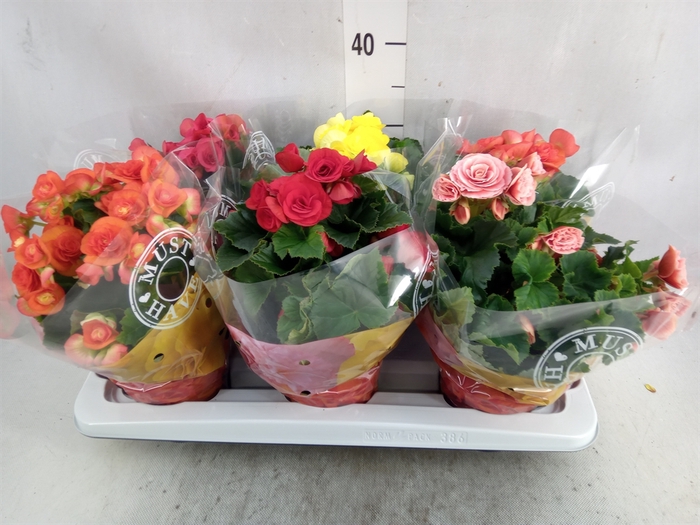 <h4>Begonia elat. DU   ...mix</h4>