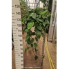 Philodendron scandens