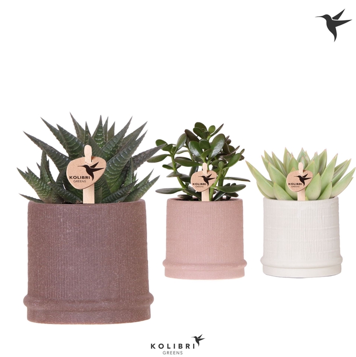 <h4>Succulents   ...mix 3</h4>