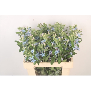 Oxypetalum Tan Pur Blue