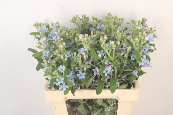 <h4>Oxypetalum Tan Pur Blue</h4>