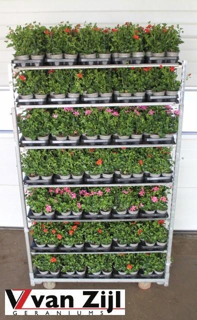 <h4>PEL PELT MIXK</h4>