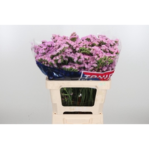 Limon Si Pretty Wing