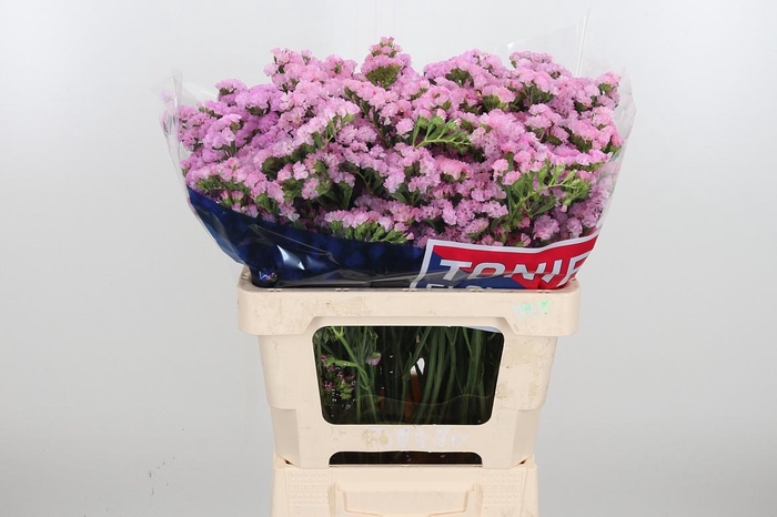 <h4>Limon Si Pretty Wing</h4>