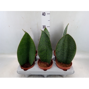 Sansevieria grandis