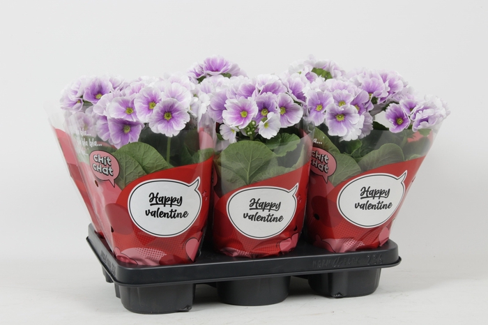 <h4>PRIM OB TM GEM</h4>