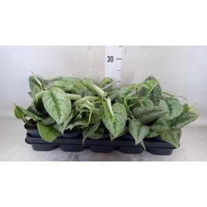 Scindapsus pictus 'Trebie'