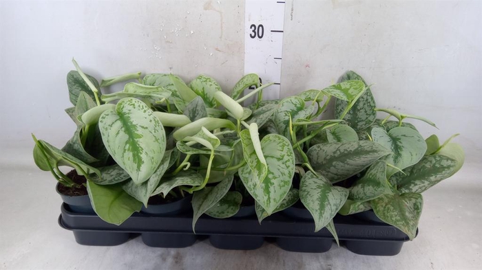 <h4>Scindapsus pictus 'Trebie'</h4>