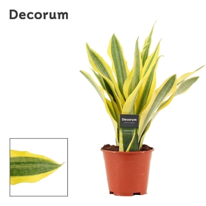 Sansevieria Aubrytiana Yellowstone 14 cm (Decorum)