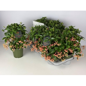 ARDIS CR BOS PR SALM