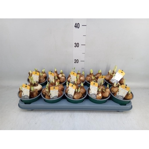 Narcissus DU 'Bridal Crown'