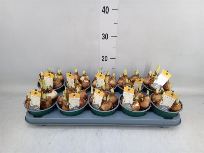 <h4>Narcissus DU 'Bridal Crown'</h4>