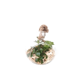 911NAT Bolglas + hangtouw mini groenmix