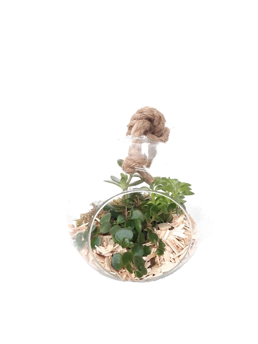 <h4>911NAT Bolglas + hangtouw mini groenmix</h4>