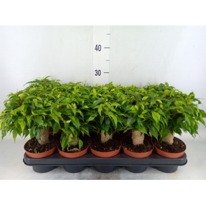 Ficus benja. 'Green Kinky'