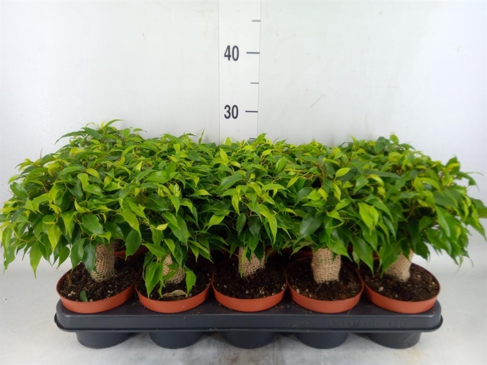 <h4>Ficus benja. 'Green Kinky'</h4>