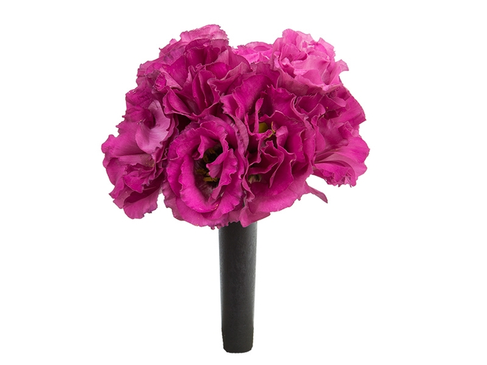 <h4>LISIANTHUS FLOR VERMELHO</h4>