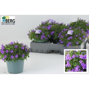 CAMP PORTENSCHLAGIAN