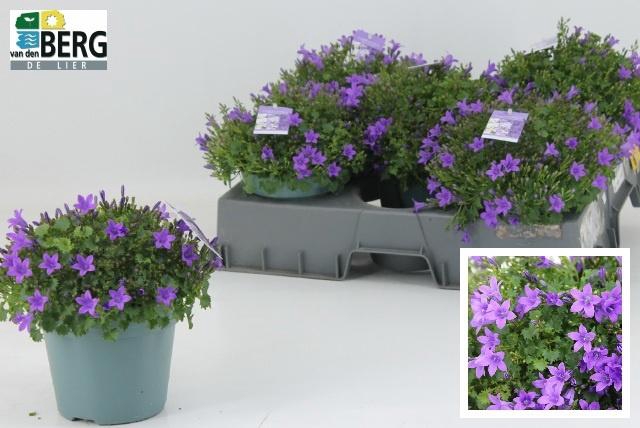 <h4>CAMP PORTENSCHLAGIAN</h4>