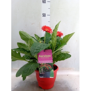 Gerbera  'Garvinea Sweet Love'