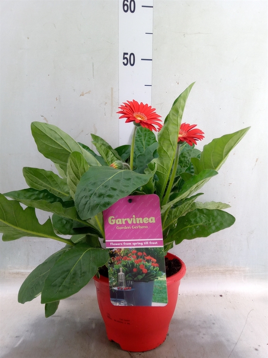 <h4>Gerbera  'Garvinea Sweet Love'</h4>